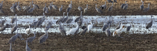 Whooping Cranes at Wheeler NWR Decatur AL_10 Jan 2016_2H6A0761_MWYandell